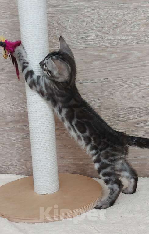 Кошки в Москве: Бенгальский мальчик  Мальчик, 55 000 руб. - фото 4