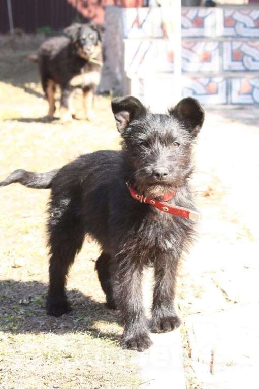 Собаки в Москве: Щенок 4 месяца Ламба в добрые руки Девочка, Бесплатно - фото 1