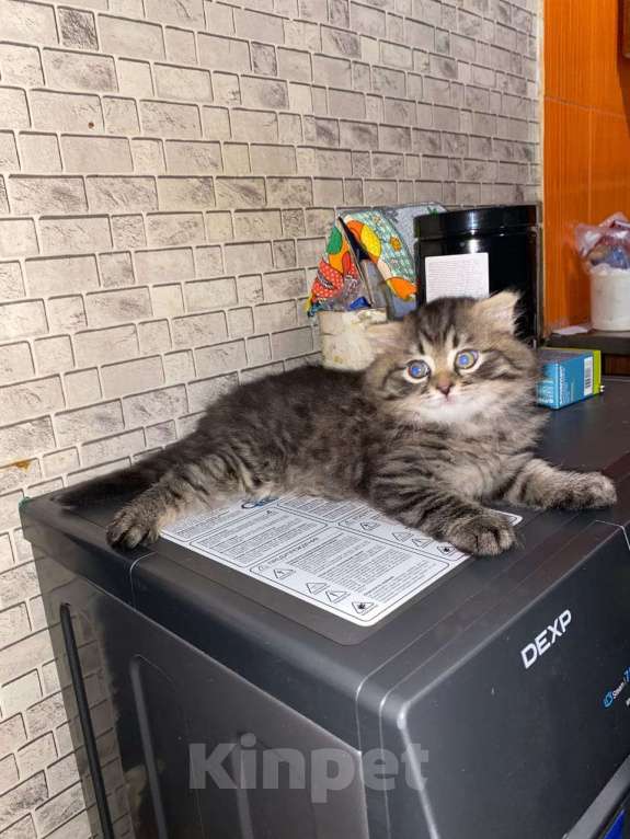 Кошки в Иркутске: Британские котята Мальчик, 5 000 руб. - фото 2