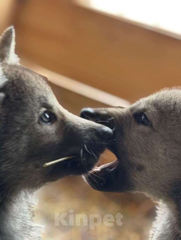 Собаки в Москве: щенки Волкособа Мальчик, 35 руб. - фото 7