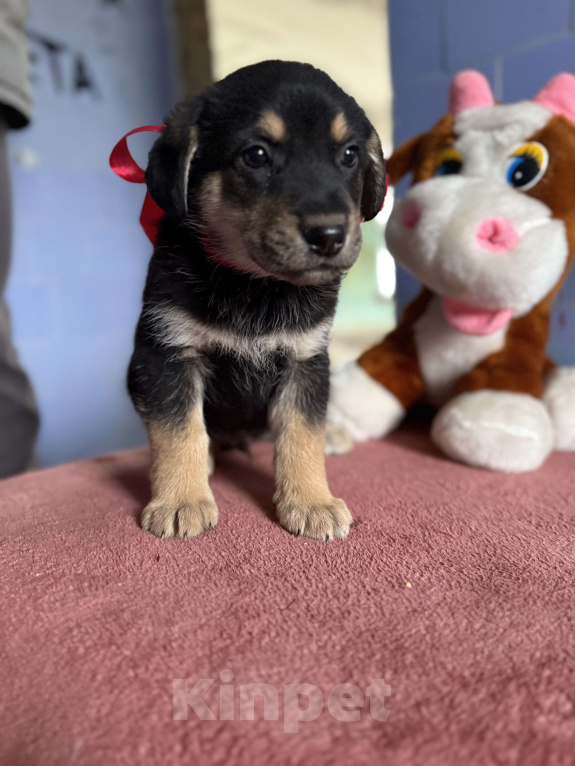 Собаки в Москве:  Невероятный медвежонок Барни  2 мес ждет новогоднего чуда-дом! Мальчик, Бесплатно - фото 5