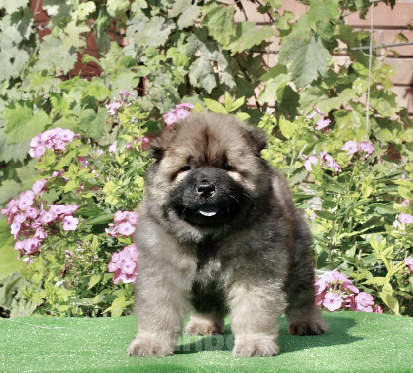 Собаки в Оренбурге: Щенок чау- Фокс Медиум Лайт  Мальчик, 80 000 руб. - фото 4