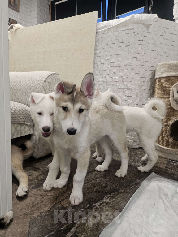 Собаки в Люберцах: Стоимость договорная Мальчик, 20 000 руб. - фото 1