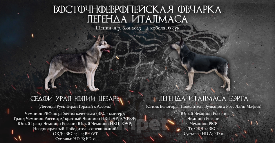 Собаки в Москве: Девочки ВЕО от рабочих и титулованных родителей Девочка, 35 000 руб. - фото 1