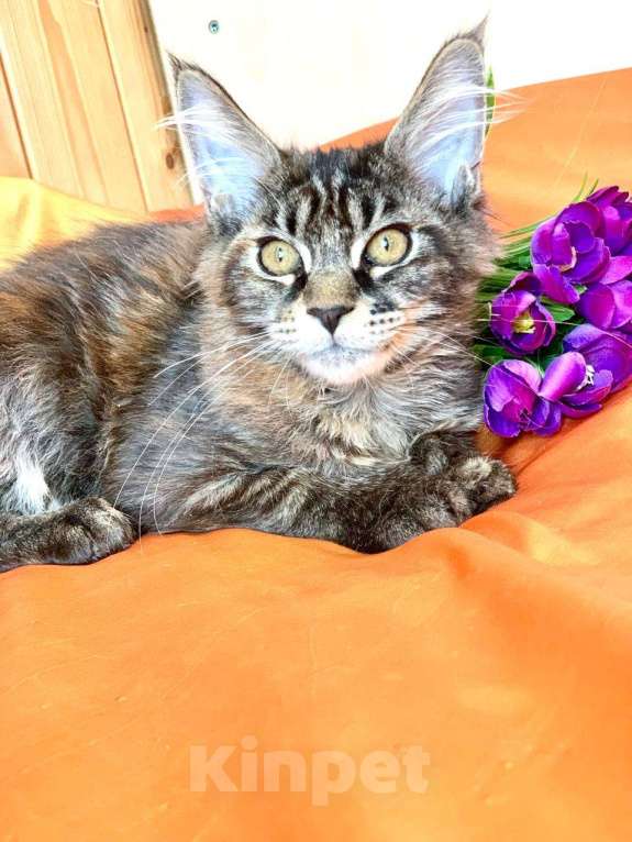 Кошки в Челябинске: 🔥🔥🔥 КОТЕНОК МЕЙН-КУН ПОЛИДАКТ ДЕВОЧКА Девочка, Бесплатно - фото 3