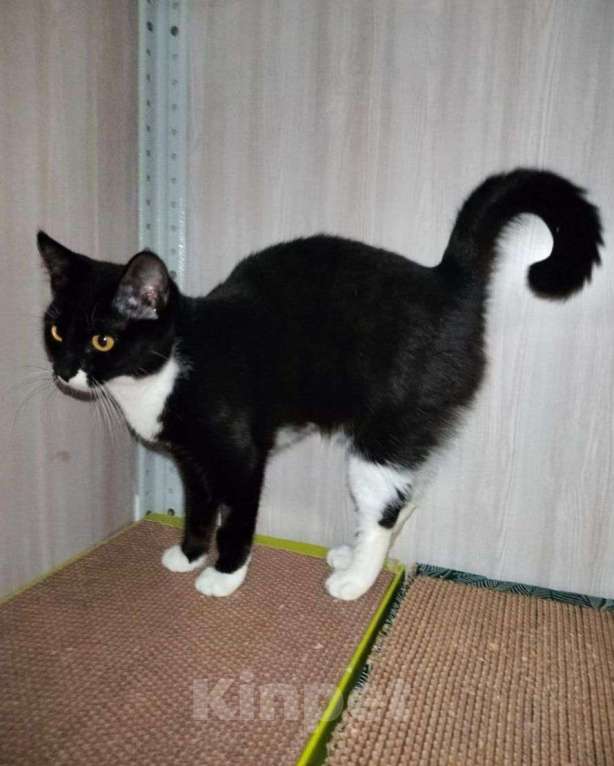 Кошки в Москве: Черненькая малышка Купи ищет дом! Девочка, Бесплатно - фото 2