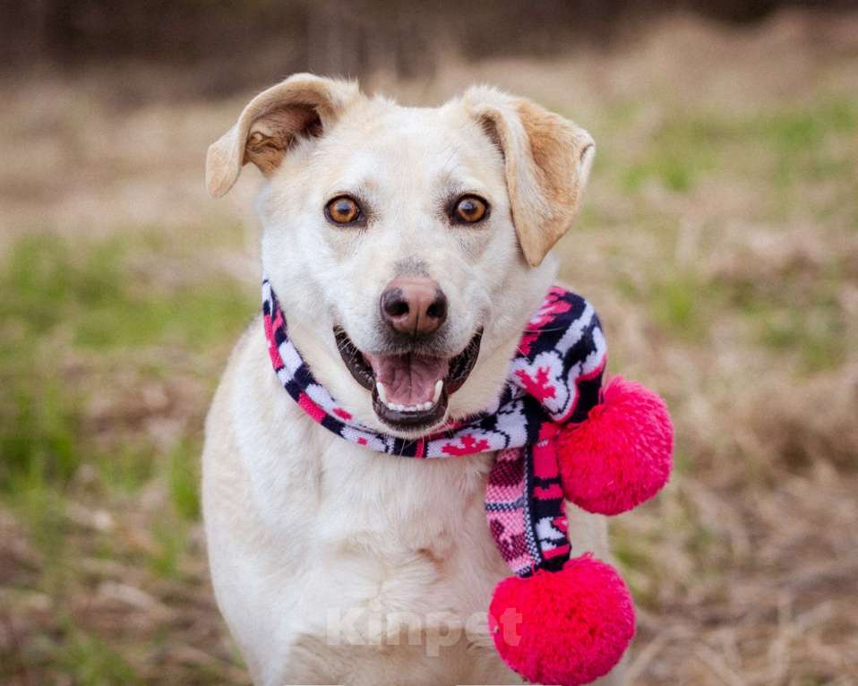 Собаки в Москве: Собака из приюта в добрые руки! Девочка, Бесплатно - фото 7