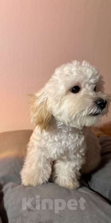 Собаки в Перми: Тоша  Мальчик, Бесплатно - фото 3