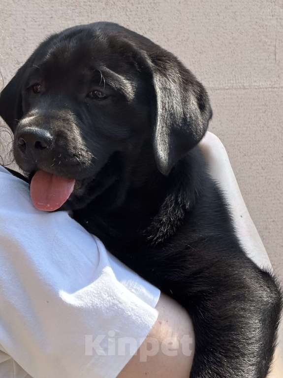 Собаки в Екатеринбурге: Щенок лабрадора  Мальчик, Бесплатно - фото 3