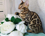 Кошки в Волгограде: Бенгальские котята Девочка, 20 000 руб. - фото 7