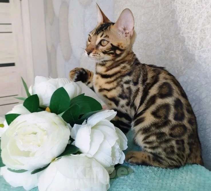 Кошки в Волгограде: Бенгальские котята Девочка, 20 000 руб. - фото 7