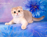 Кошки в Санкт-Петербурге: Голубое золото кот 🐈 скоттиш-фолд Мальчик, 30 000 руб. - фото 3