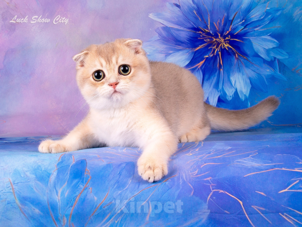 Кошки в Санкт-Петербурге: Голубое золото кот 🐈 скоттиш-фолд Мальчик, 30 000 руб. - фото 3