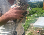 Кошки в Верее: Продаю котят за 1рубль Девочка, 1 000 руб. - фото 3