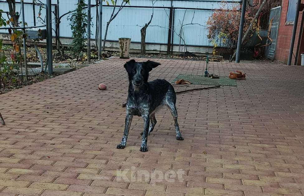 Собаки в Краснодаре: Отдам в добрые руки Девочка, Бесплатно - фото 2