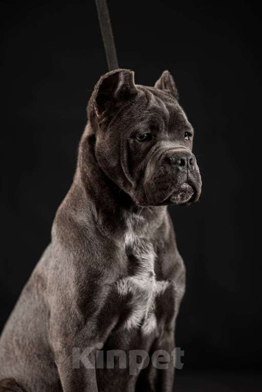 Собаки в Самаре: Кане-корсо Маленький брутал Мальчик, 140 000 руб. - фото 1