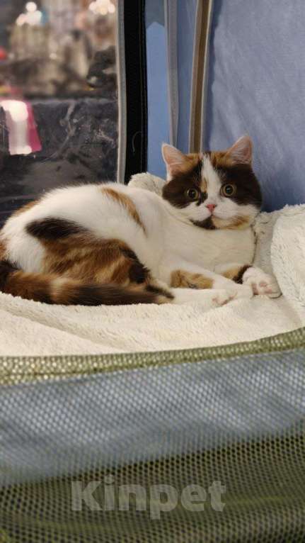 Кошки в Санкт-Петербурге: Шотландская прямоухая кошка Девочка, Бесплатно - фото 3