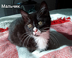 Кошки в Сергиеве Посаде: Валентин ищет дом Мальчик, Бесплатно - фото 2