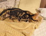 Кошки в Краснодаре: Шёлковый мраморный бенгал для души и в разведение Мальчик, 15 000 руб. - фото 10