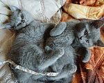 Кошки в Туле: Котята шотландские короткошортстные Разнополые, 2 000 руб. - фото 3