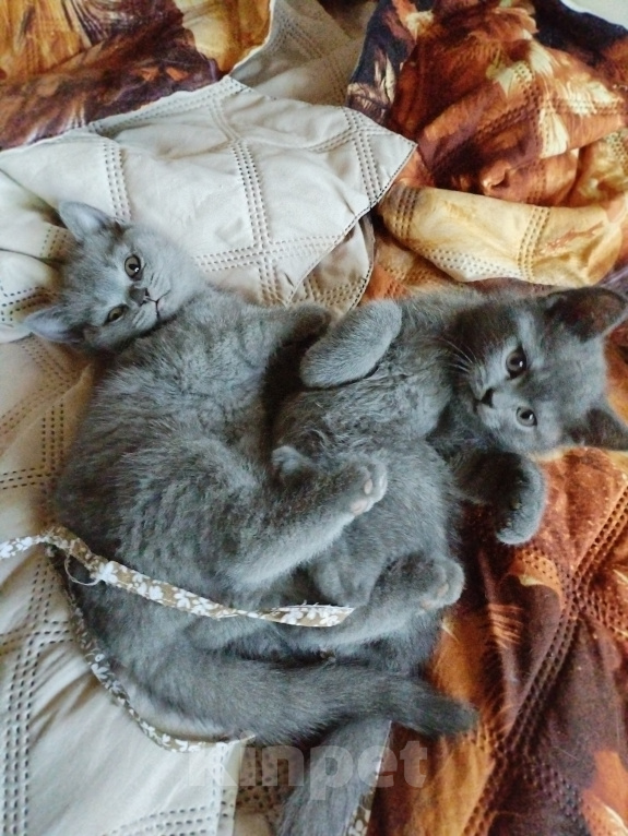 Кошки в Туле: Котята шотландские короткошортстные Разнополые, 2 000 руб. - фото 3