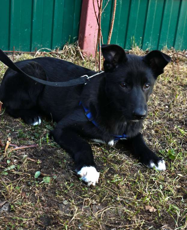 Собаки в Москве: Щенок бесплатно в Москве Мальчик, Бесплатно - фото 5