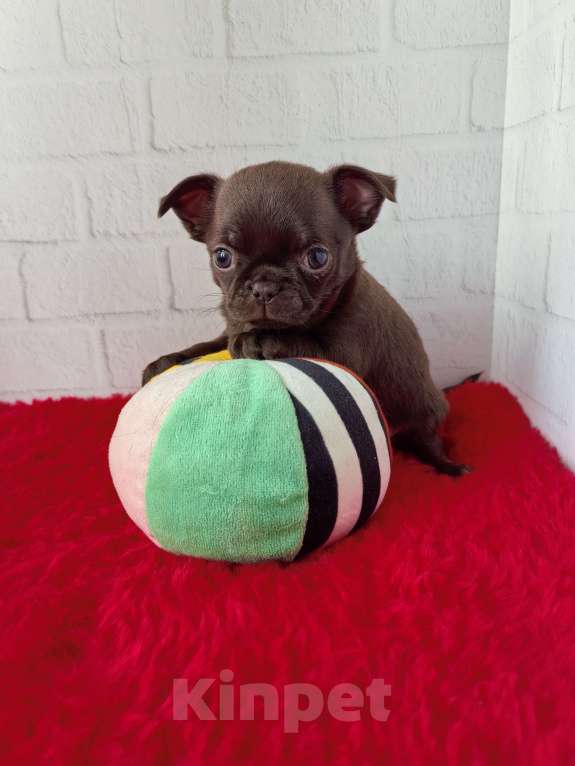 Собаки в Санкт-Петербурге: Шоколадный малыш Мальчик, 60 000 руб. - фото 1