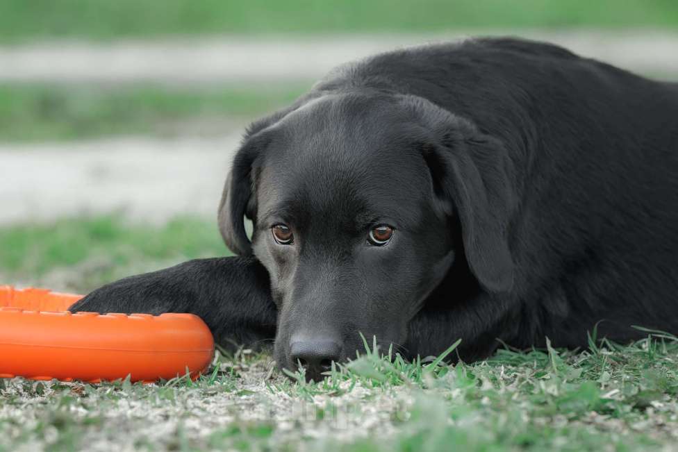 Собаки в Санкт-Петербурге: Щенок лабрадора-черный мальчик Мальчик, 90 000 руб. - фото 3