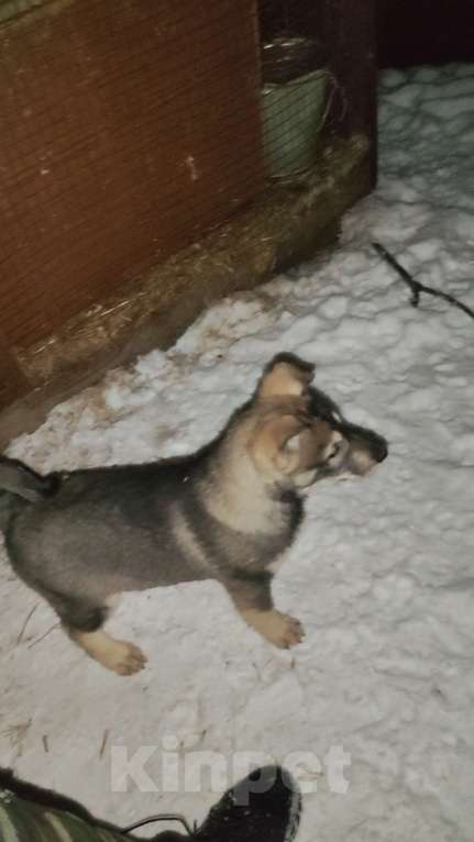 Собаки в Курске: Малыши ЗСЛ (западно-сибирской лайки) Девочка, 30 000 руб. - фото 5