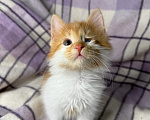 Кошки в Сосновом Бору: Котенок Винни Мальчик, Бесплатно - фото 4