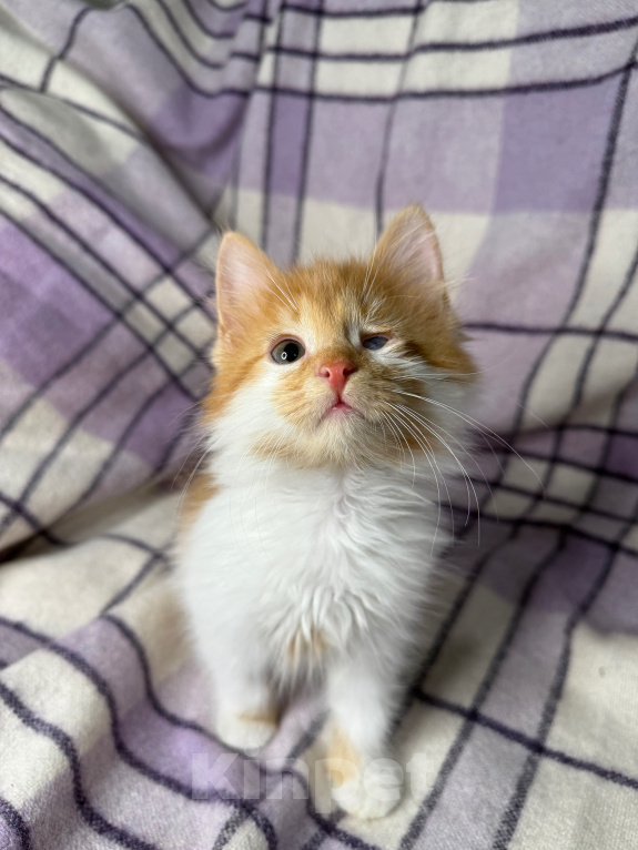 Кошки в Сосновом Бору: Котенок Винни Мальчик, Бесплатно - фото 4