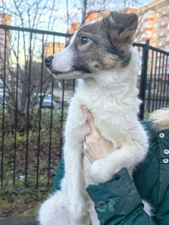 Собаки в Лосином-Петровском: Томас якутенок в добрые руки Мальчик, Бесплатно - фото 4