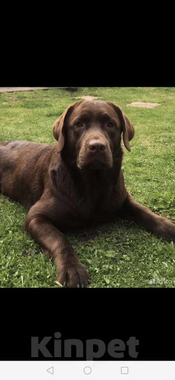 Собаки в Тольятти: Щенки лабрадора шоколадного окраса Мальчик, 30 000 руб. - фото 5