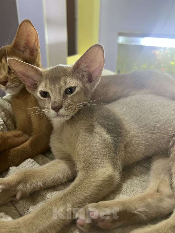 Кошки в Самаре: Аби-малыши Мальчик, Бесплатно - фото 4