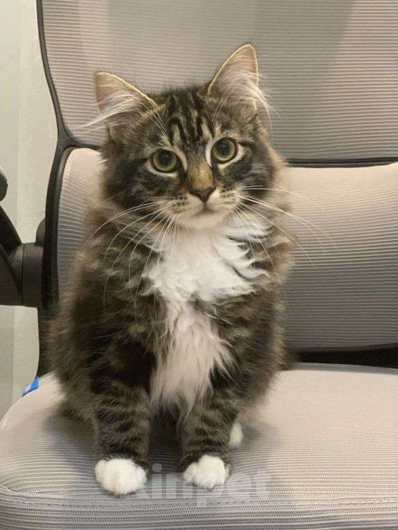 Кошки в Перми: Сибирский котенок Мальчик, 34 000 руб. - фото 5