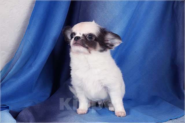 Собаки в Люберцах: Чихуахуа щенок Мальчик, 40 000 руб. - фото 4