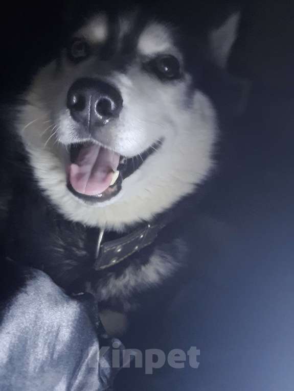 Собаки в Липецке: Отдам в добрые руки Мальчик, Бесплатно - фото 4