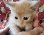 Кошки в Ленинске-Кузнецком: Котёнок в добрые руки Девочка, Бесплатно - фото 3