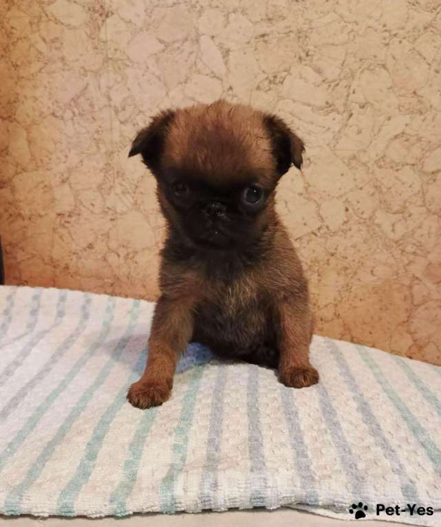 Собаки в Москве: Миниатюрная девочка пти-брабансон Девочка, 55 000 руб. - фото 3