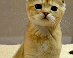 Кошки в Клине: Котята, 10 000 руб. - фото 1