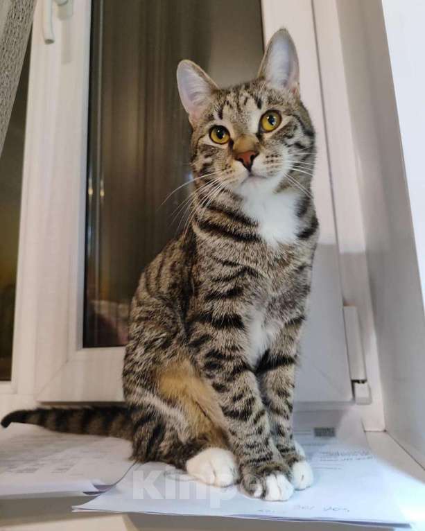 Кошки в Москве: Домашнего котёнка спустя полгода выбрасывают на улицу 🆘️ Срочный поиск дома! Мальчик, Бесплатно - фото 3