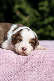 Щенки австралийской овчарки / аусси