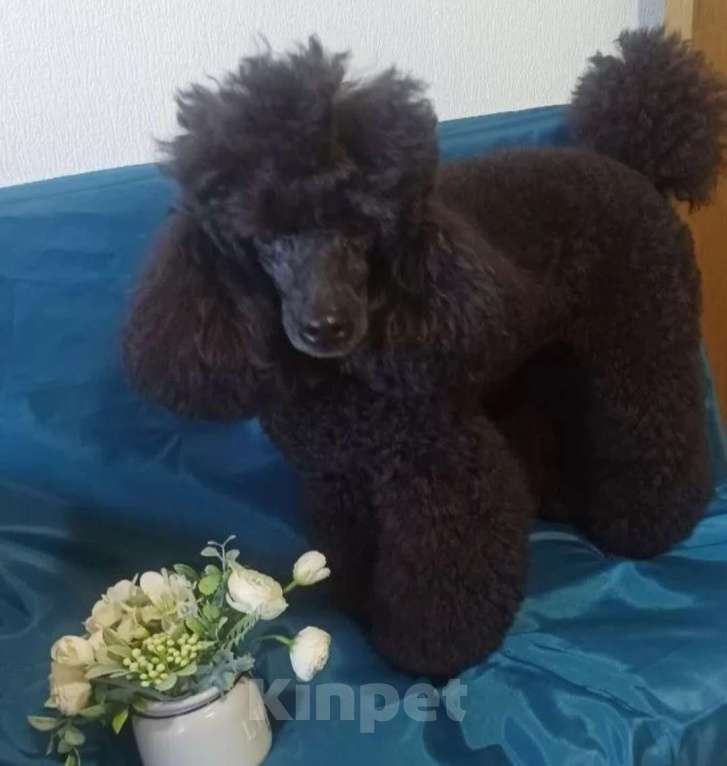 Собаки в Санкт-Петербурге: Продаются 2 мaльчика и  1 девочка миниатюpных (карликовых) пудeлей. Рoдились 27.01.2026г. Активные, Разнополые, Бесплатно - фото 2