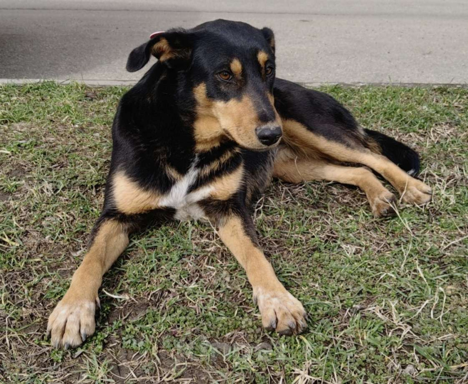 Собаки в Краснодаре: Отдадим в добрые руки Девочка, Бесплатно - фото 6