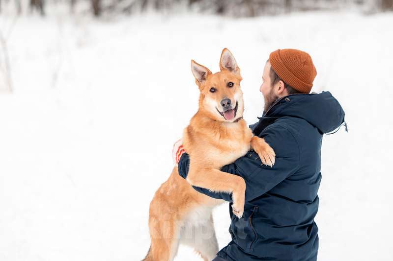 Собаки в Москве: Рыжая лисичка Белла в добрые руки Девочка, Бесплатно - фото 4