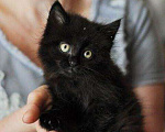 Кошки в Москве: Отдам черного пушистого котенка в добрые руки Мальчик, 1 руб. - фото 1
