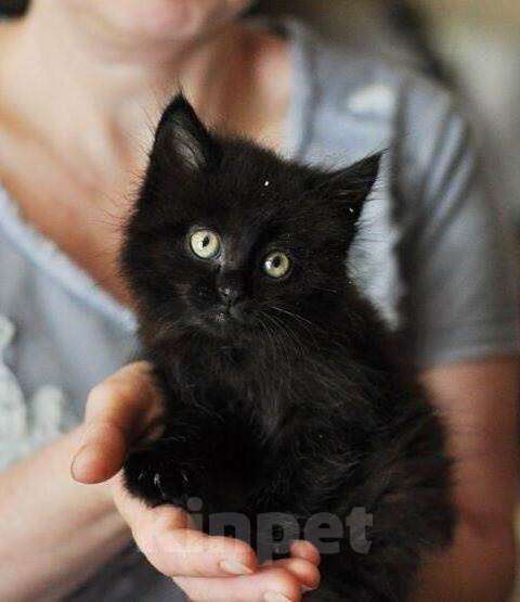 Кошки в Москве: Отдам черного пушистого котенка в добрые руки Мальчик, 1 руб. - фото 1