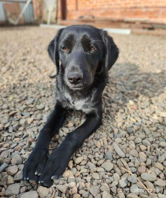 Собаки в Москве: КРАСАВЧИК  Мальчик, Бесплатно - фото 6