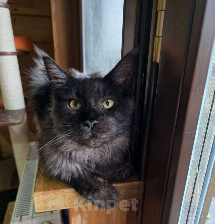 Кошки в Москве: Мейн-кун котенок черный дым Мальчик, 90 000 руб. - фото 1