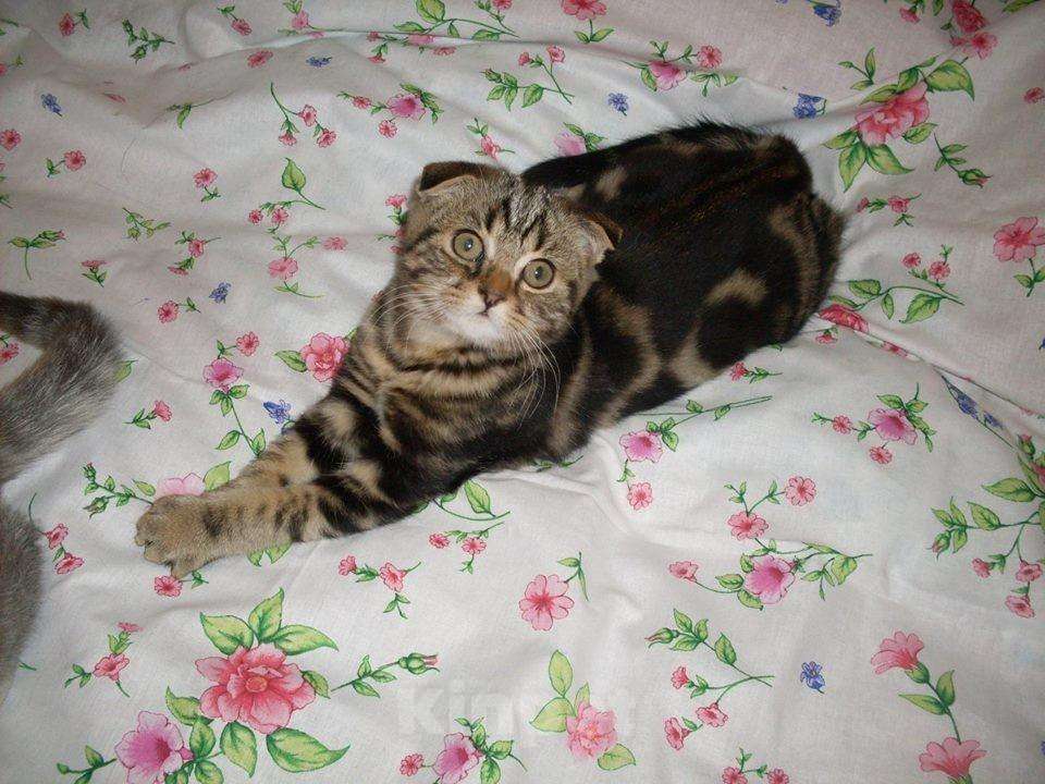 Кошки в Новокубанске: котята, 3 500 руб. - фото 1